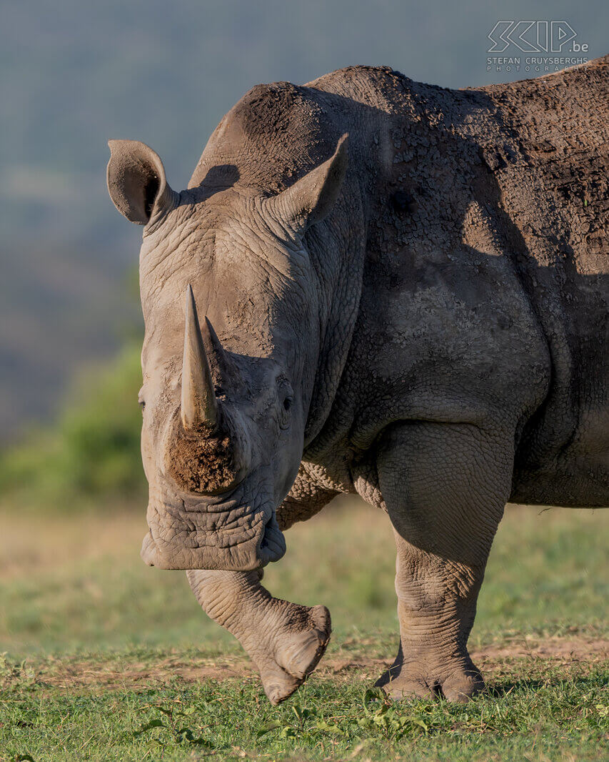 Solio - Southern white rhino The males weigh between 2300-3000 kg and the females weigh about 2000 kg. The animals grow to between 3.80 and 4.20 m long. Their front horn can grow up to 60cm in length and grows about 7cm per year.  Stefan Cruysberghs